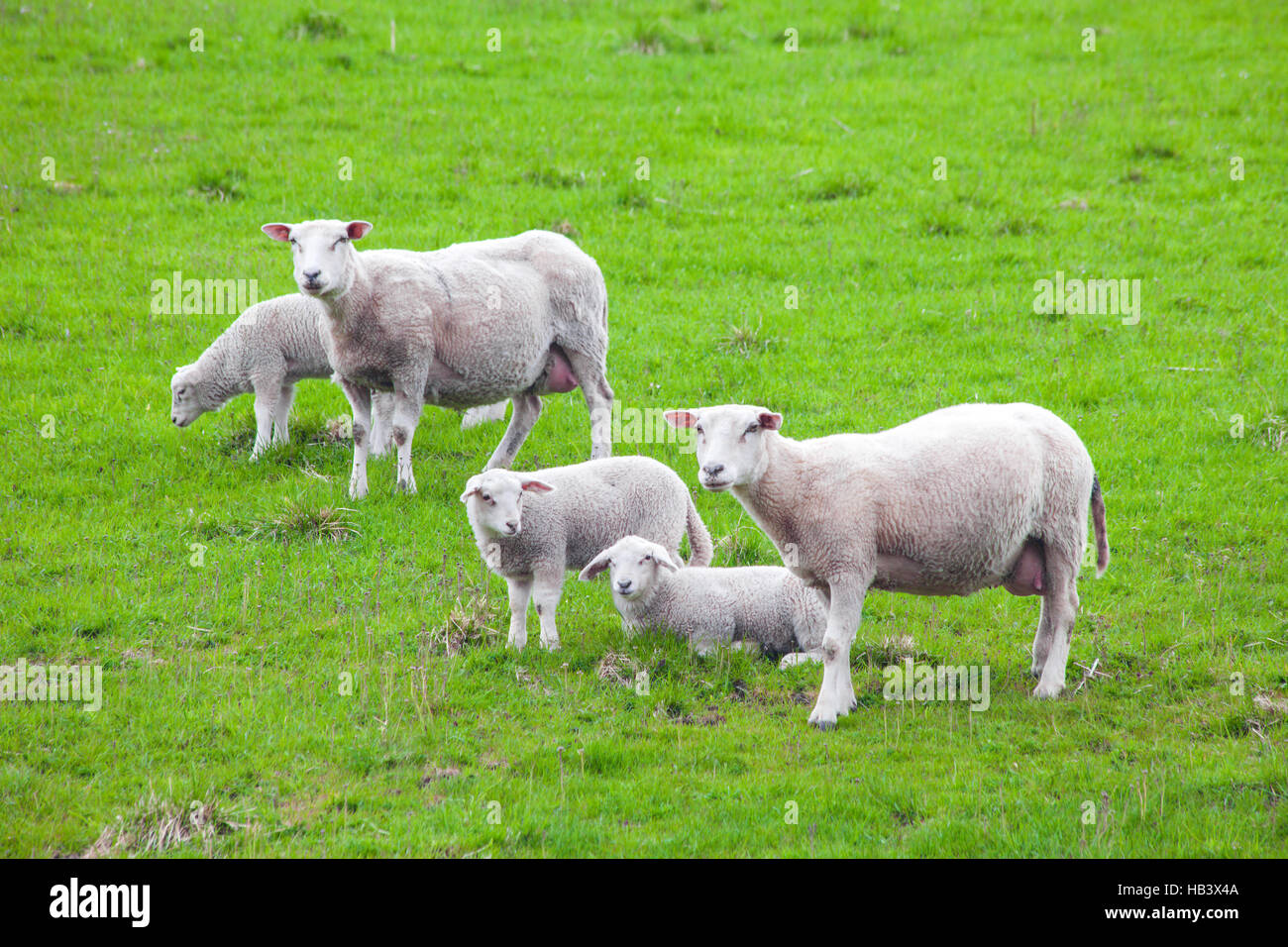 Sheeps on a meadow Stock Photo - Alamy