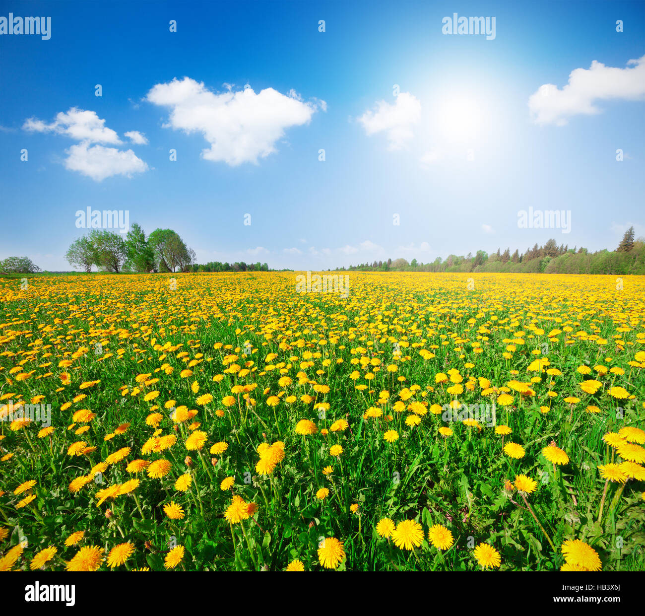 Yellow flowers field under blue cloudy sky Stock Photo