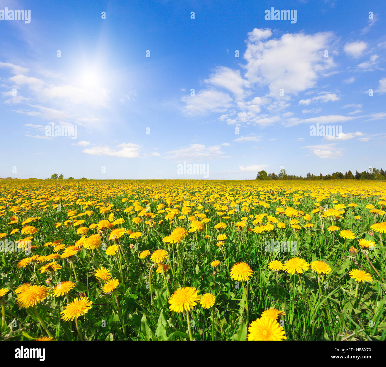 Yellow flowers hill under blue cloudy sky Stock Photo