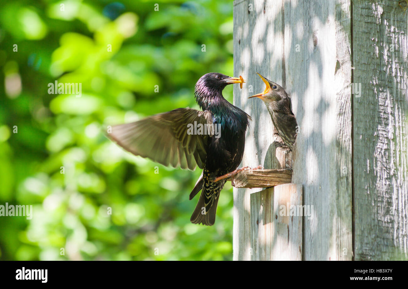 starling feed his nestling Stock Photo