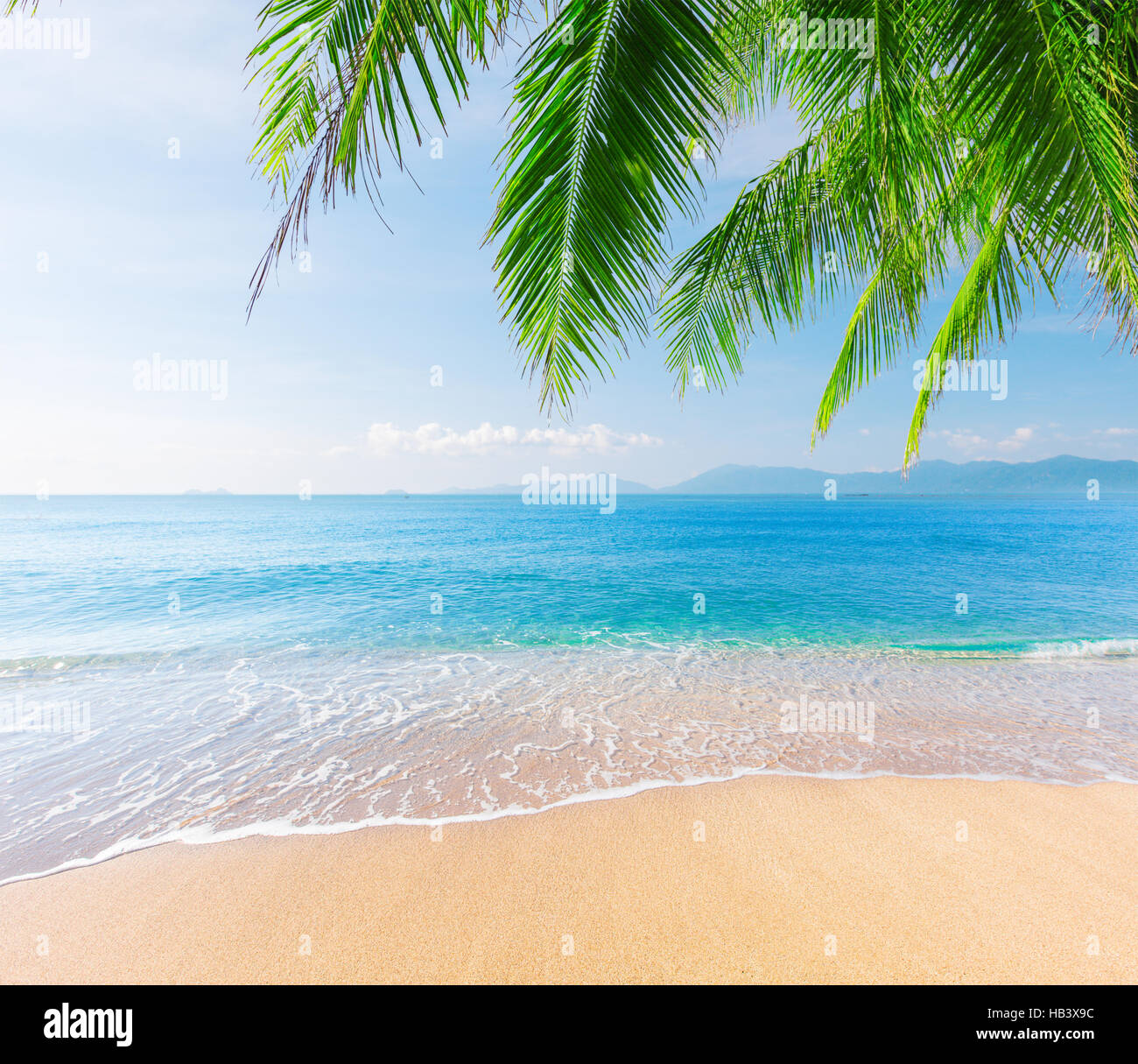 Palm and tropical beach Stock Photo - Alamy