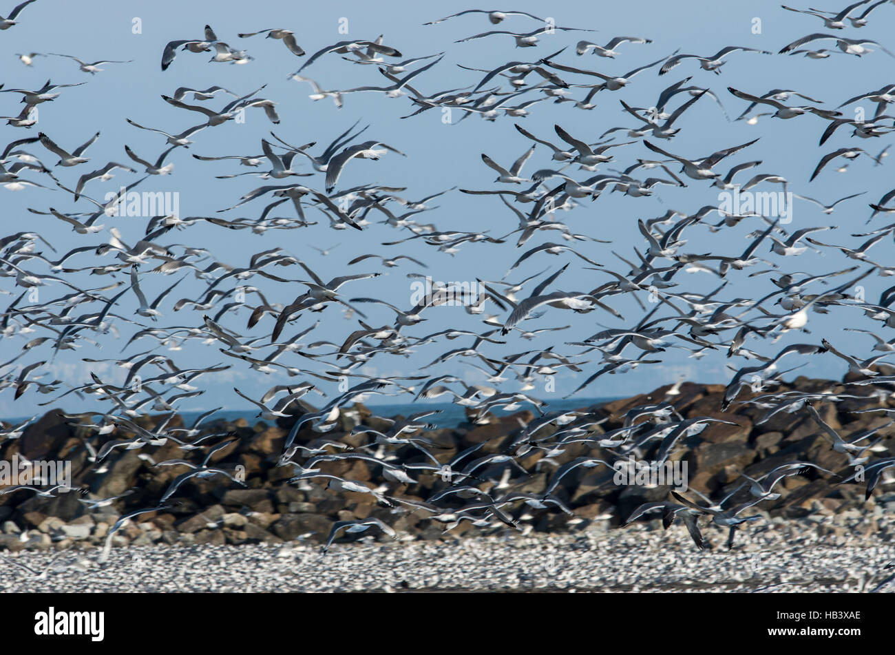 Flock of birds in La Punta, El Callao, Peru. Stock Photo
