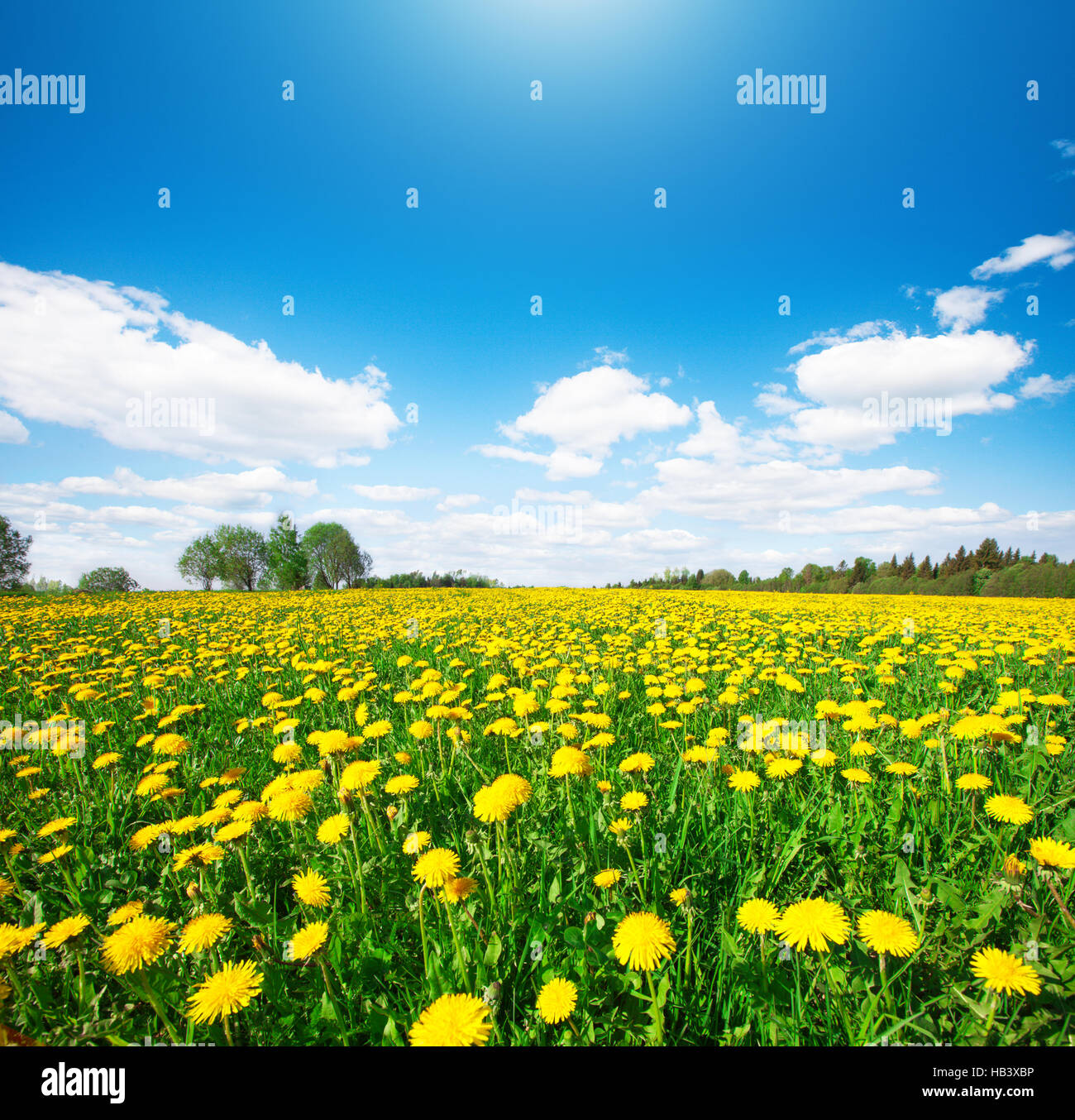 Yellow flowers hill under blue sky Stock Photo