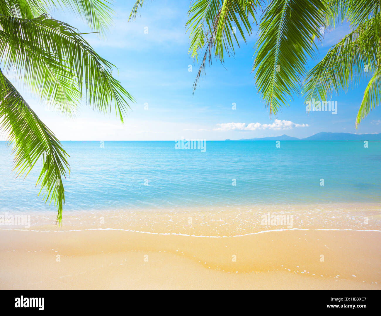 Palm and tropical beach Stock Photo - Alamy