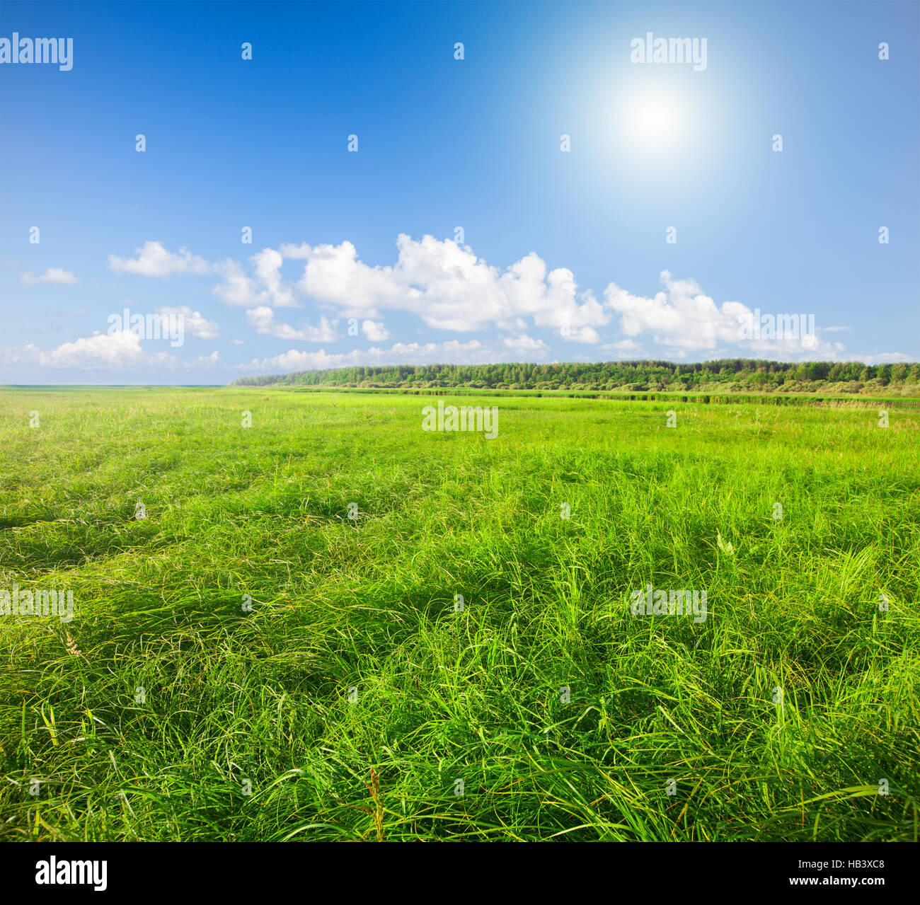 Green field under blue cloudy sky whit sun Stock Photo - Alamy