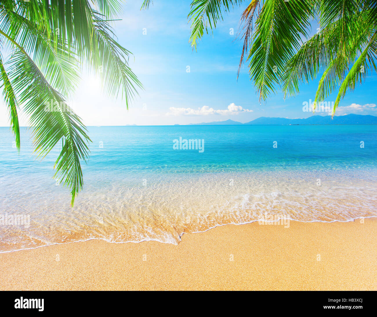 Palm and tropical beach Stock Photo - Alamy