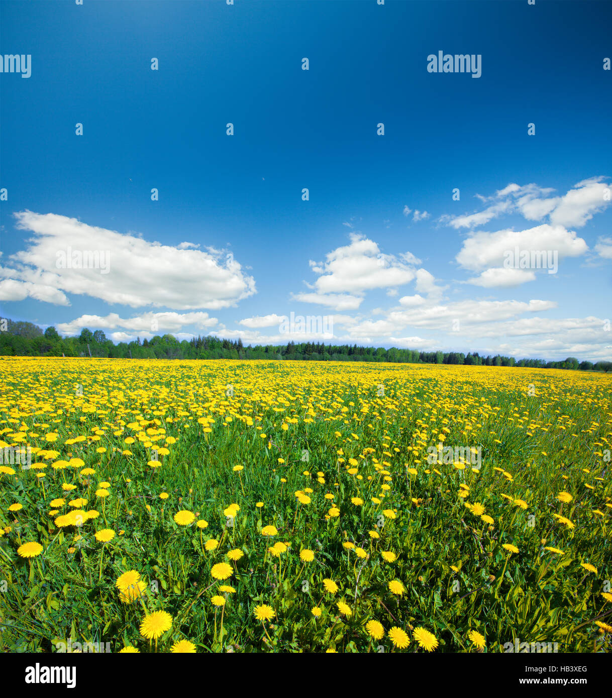 Yellow flowers hill under blue sky Stock Photo