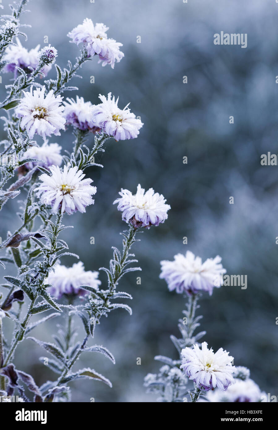 frozen flowers Stock Photo