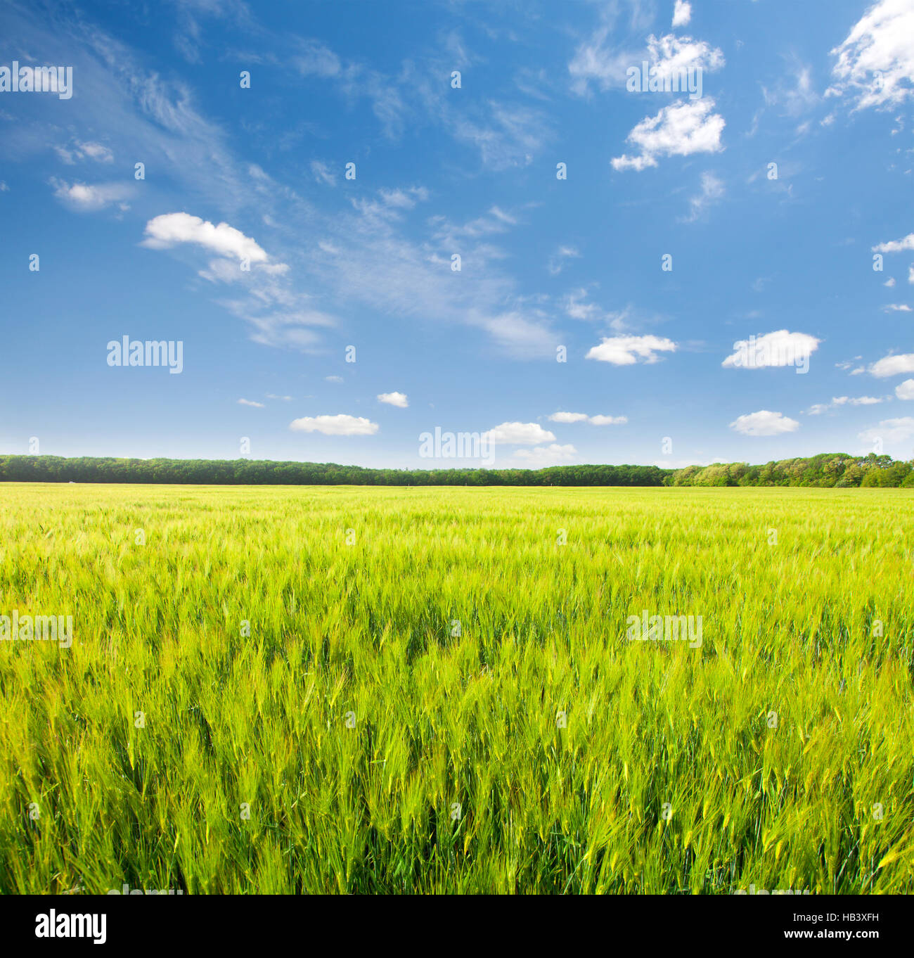 green field and blue cloudy sky Stock Photo - Alamy