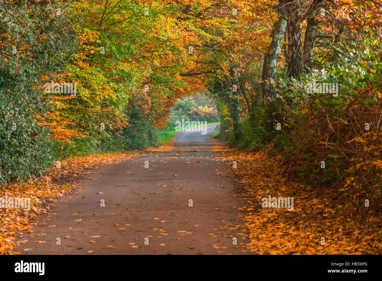 Road in the Fall Stock Photo - Alamy