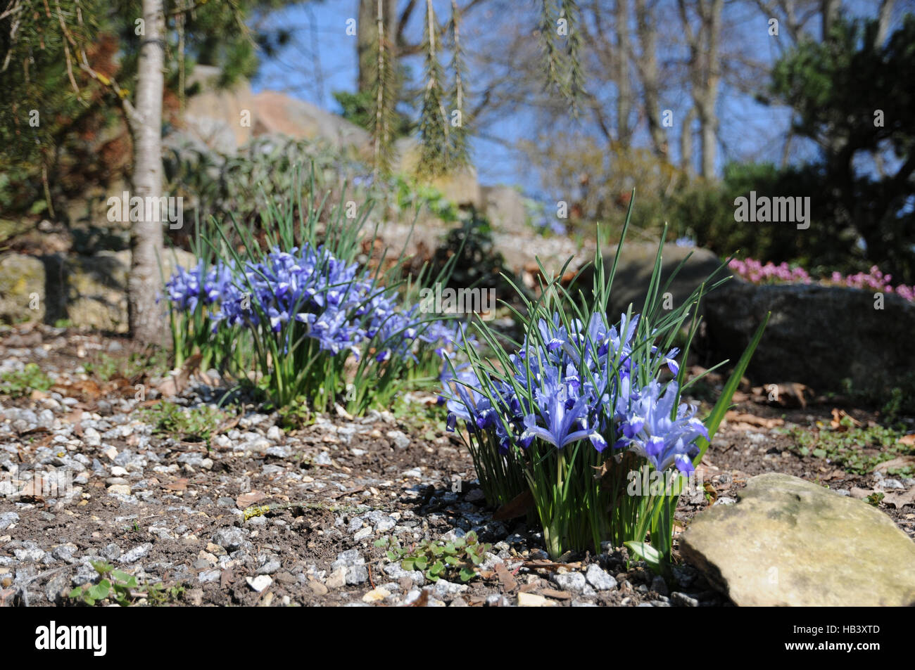 Iris reticulata, Dwarf iris Stock Photo