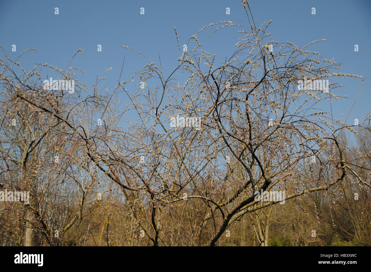 Salix acutifolia, Long-leaved willow Stock Photo