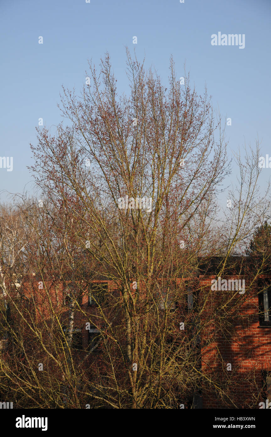 Ulmus minor, Field elm, flowering tree Stock Photo Alamy