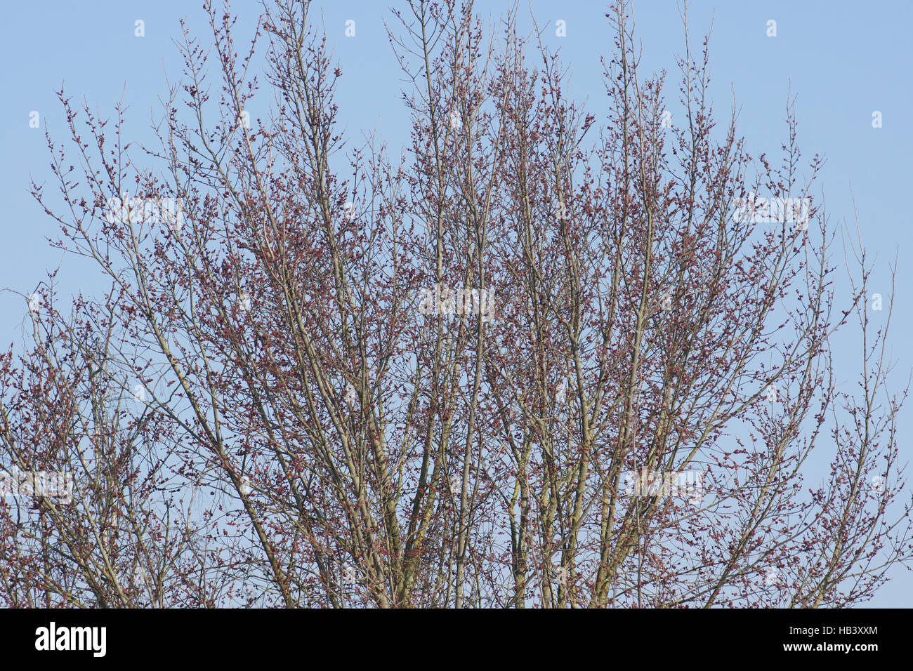 Ulmus minor, Field elm, flowering tree Stock Photo Alamy
