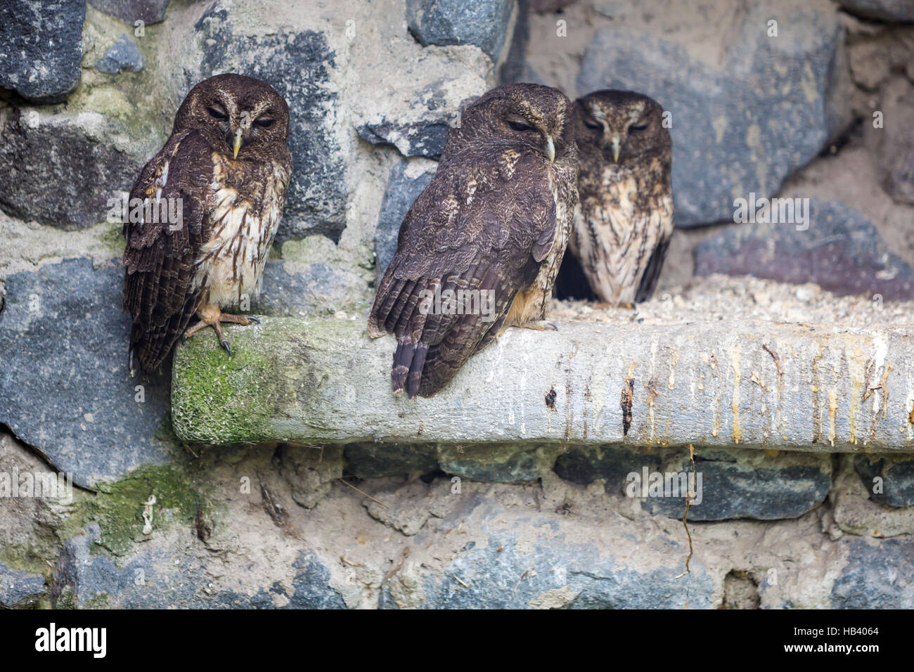 Owls on a stone wall at the Otavalo Condor Park in Ecuador Stock Photo