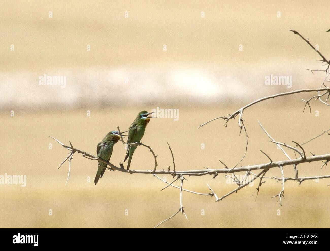 Blue-cheeked Bee-eater in Hilvan, Turkey Stock Photo
