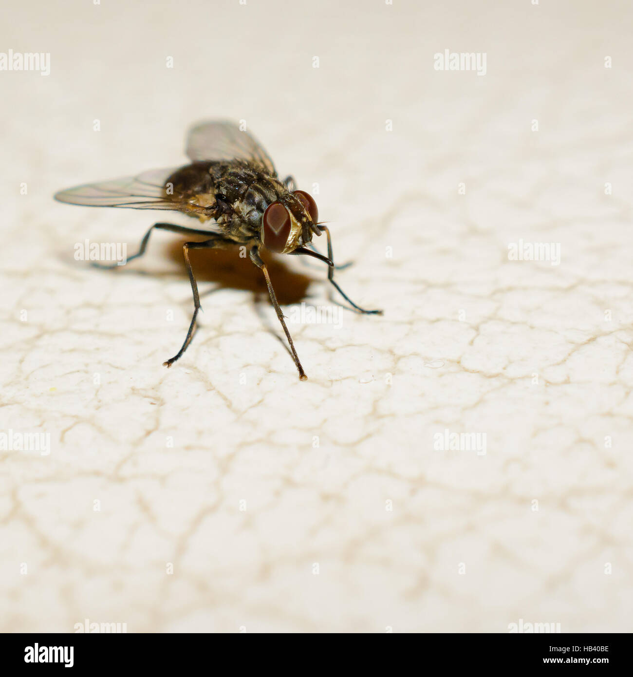 Stubenfliege Hi Res Stock Photography And Images Alamy