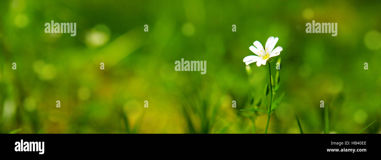 Field flower wild in hi-res stock photography and images - Alamy