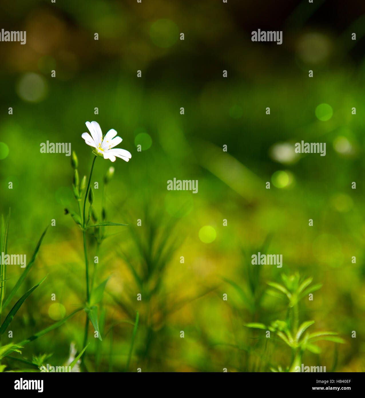 Wild flower growing in a forest Stock Photo Alamy