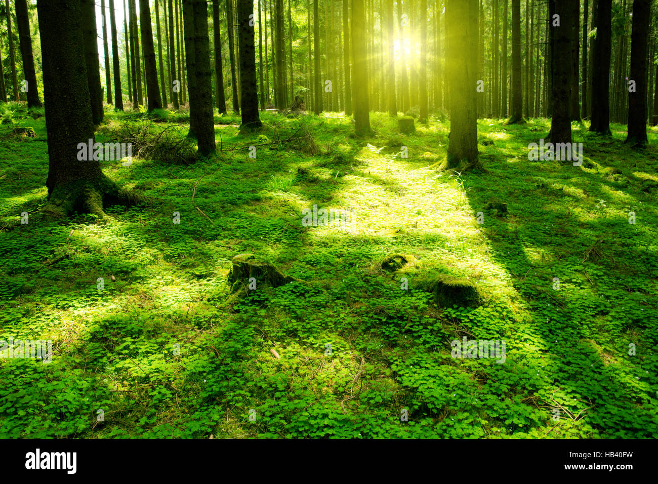 Sunlight in the green forest Stock Photo - Alamy