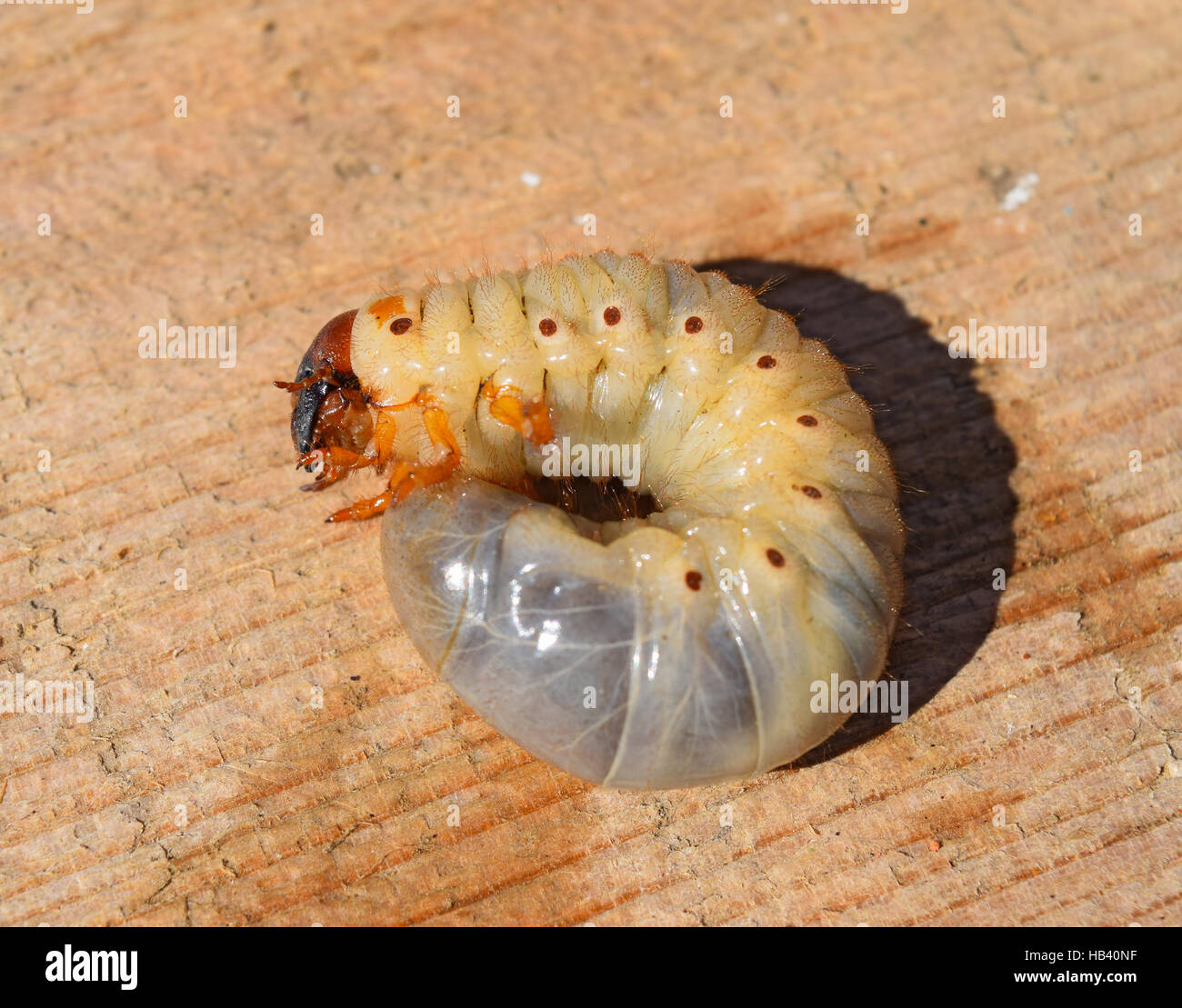 Potato Bug Larvae High Resolution Stock Photography And Images Alamy