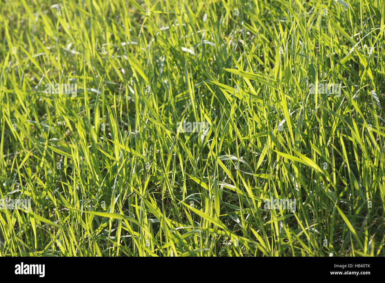 Rasen, Lawn, grass Stock Photo