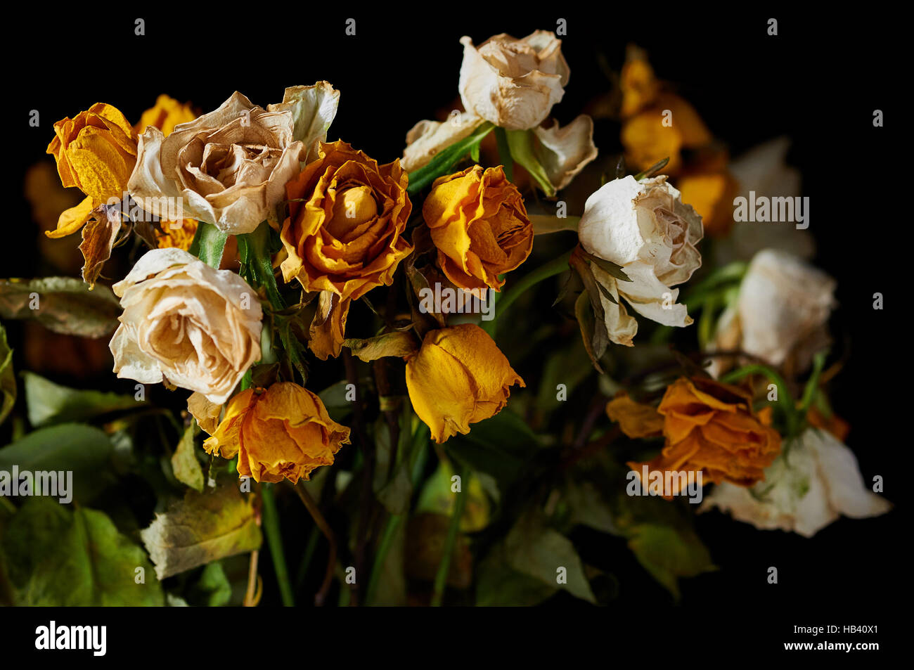Withered Bunch of Roses Stock Photo