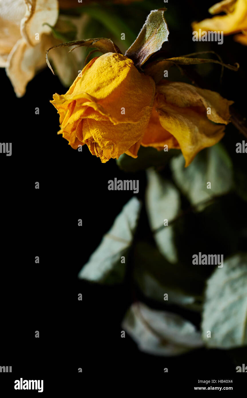 Withered white roses hires stock photography and images Alamy