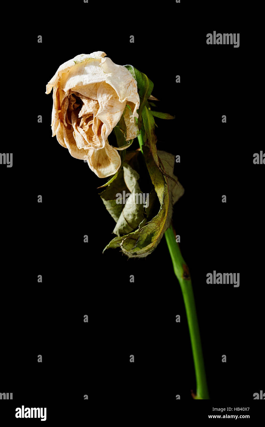 Withered White Rose Stock Photo Alamy