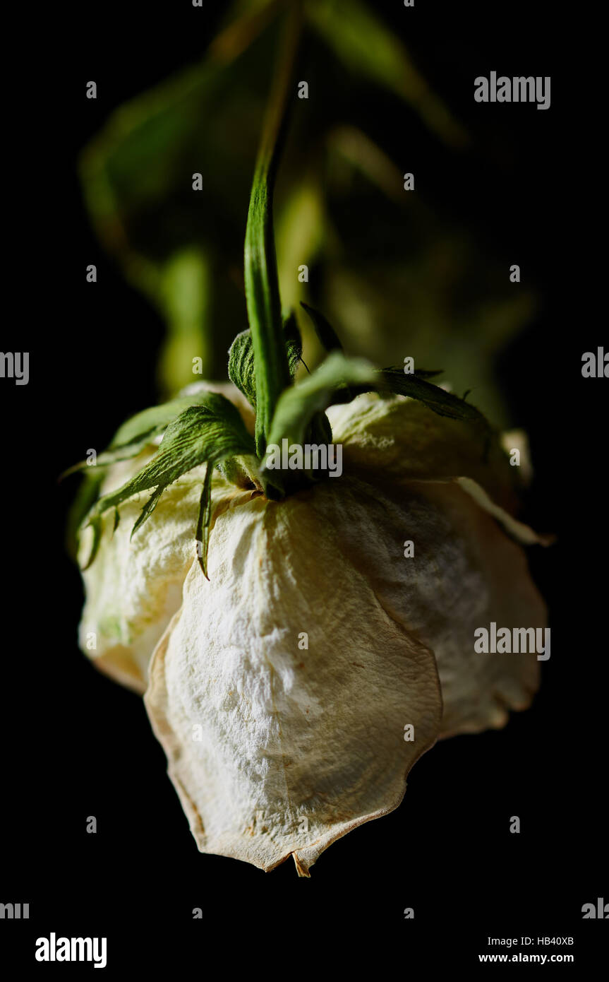 Withered White Rose, Backside Stock Photo Alamy