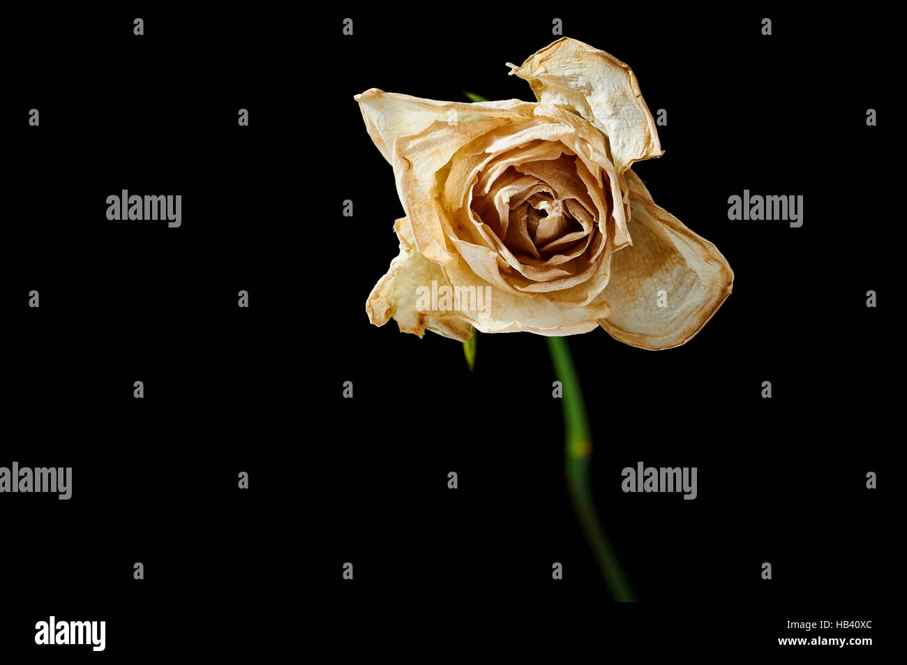 Withered White Rose Stock Photo - Alamy