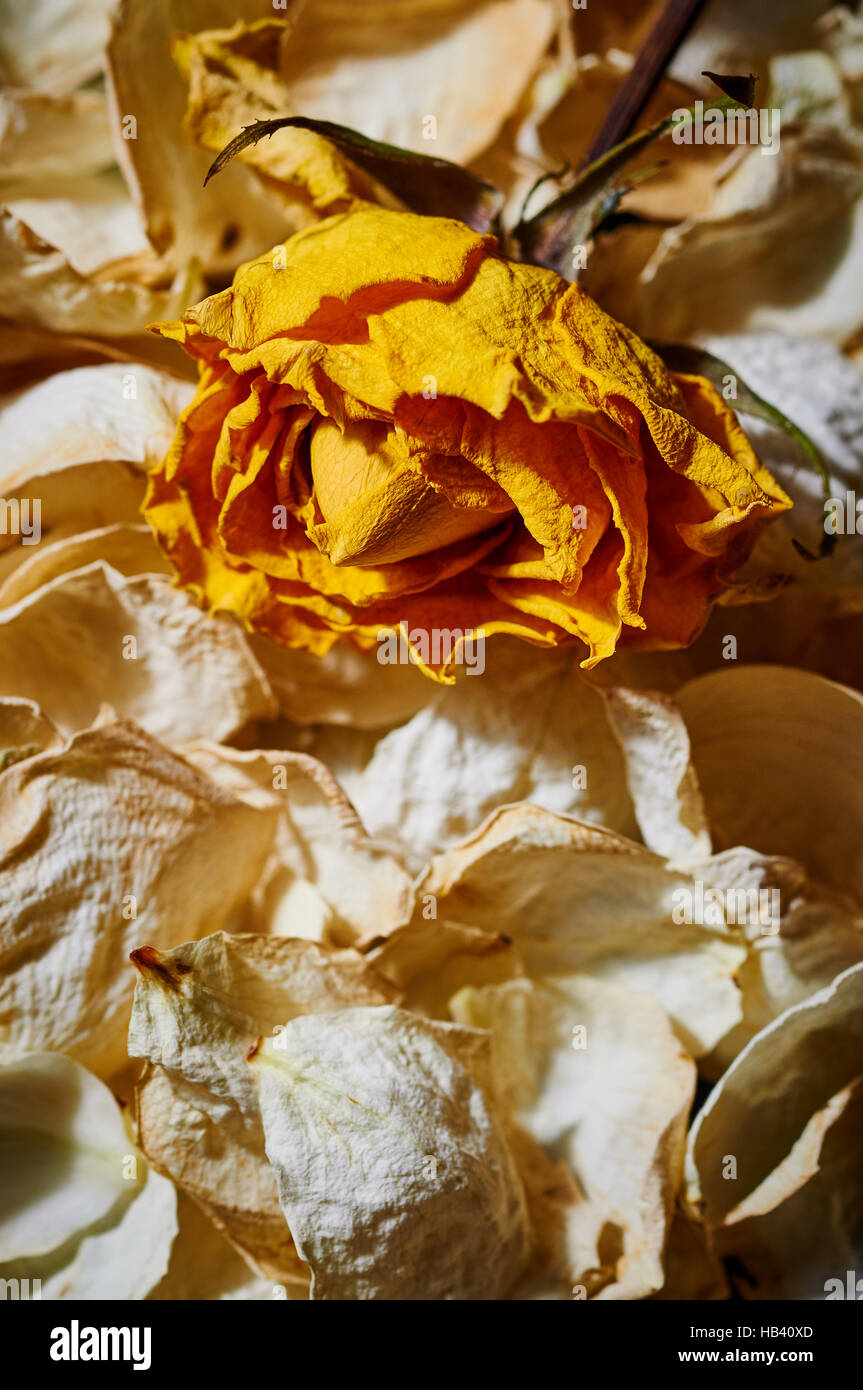 Withered Yellow Rose on White Rose Petals Stock Photo - Alamy