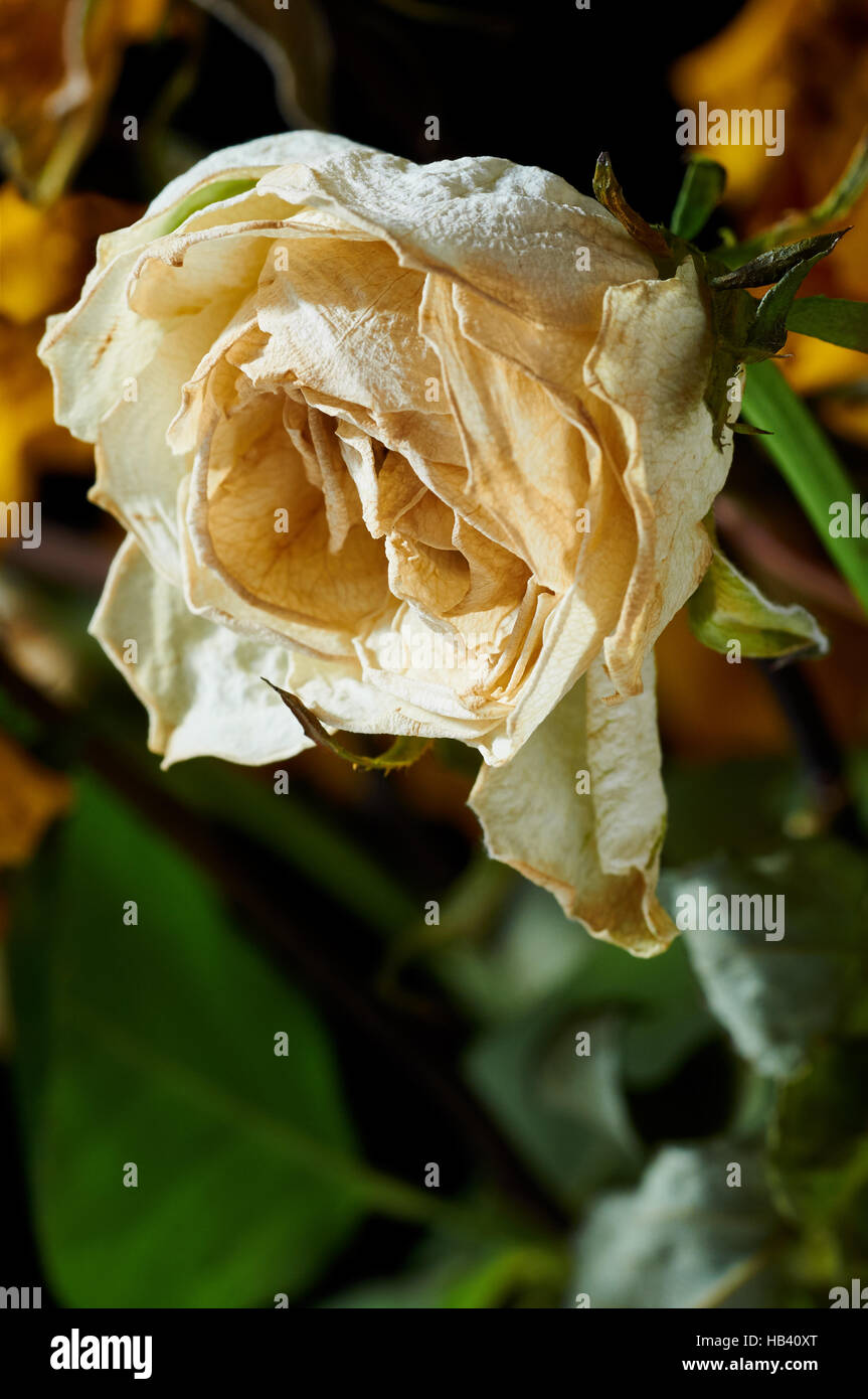 Withered White Rose Stock Photo - Alamy