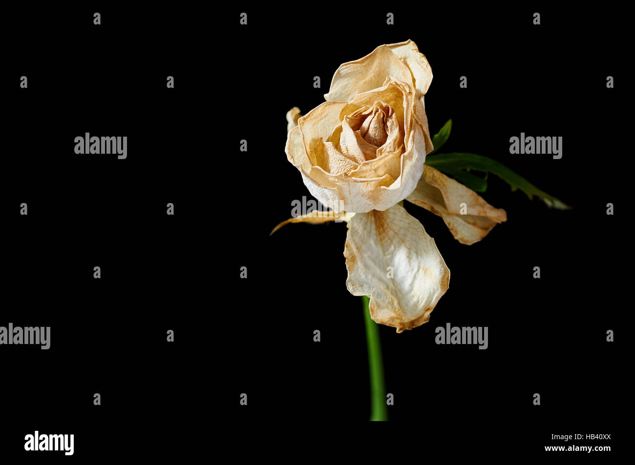 Withered White Rose Stock Photo Alamy