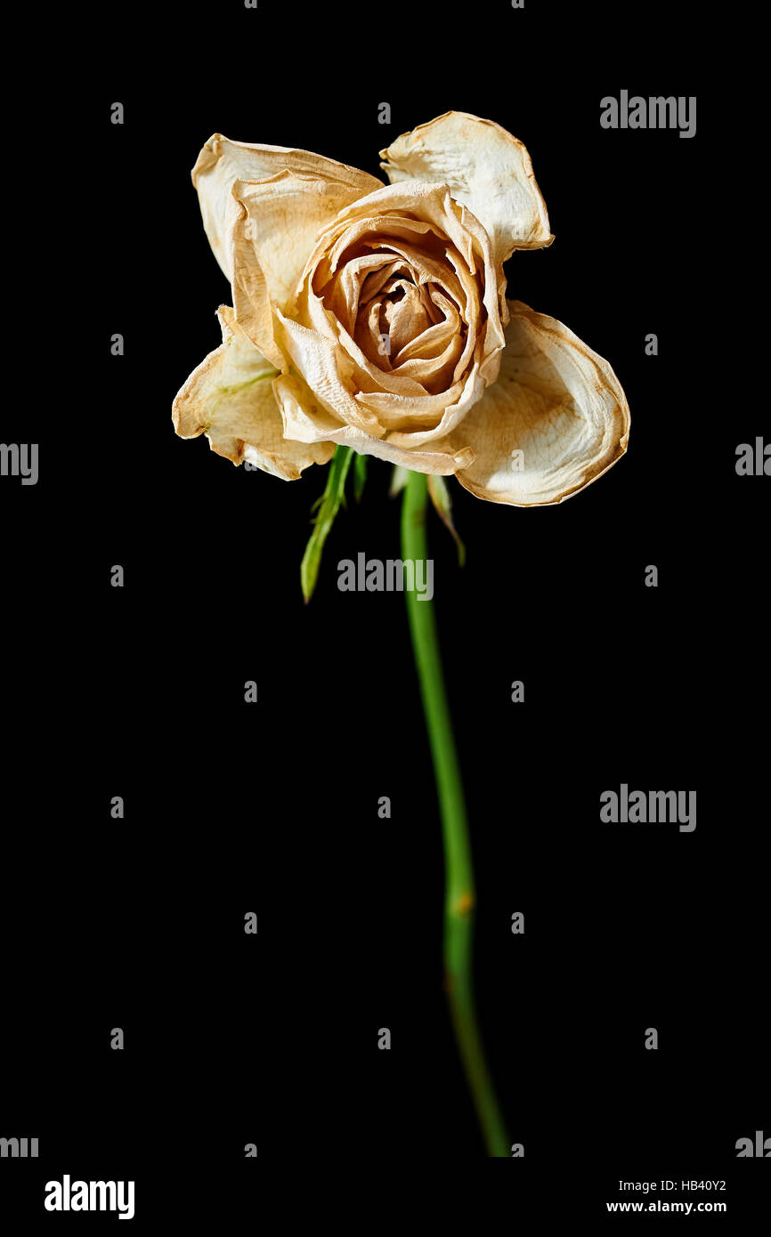 Withered White Rose Stock Photo Alamy