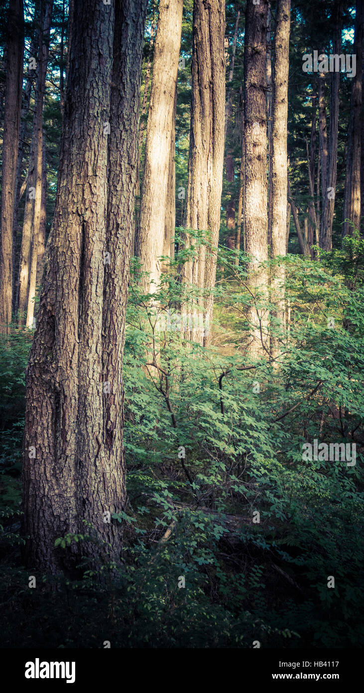 Forest in Southeast Alaska with sunlight in summer. Stock Photo