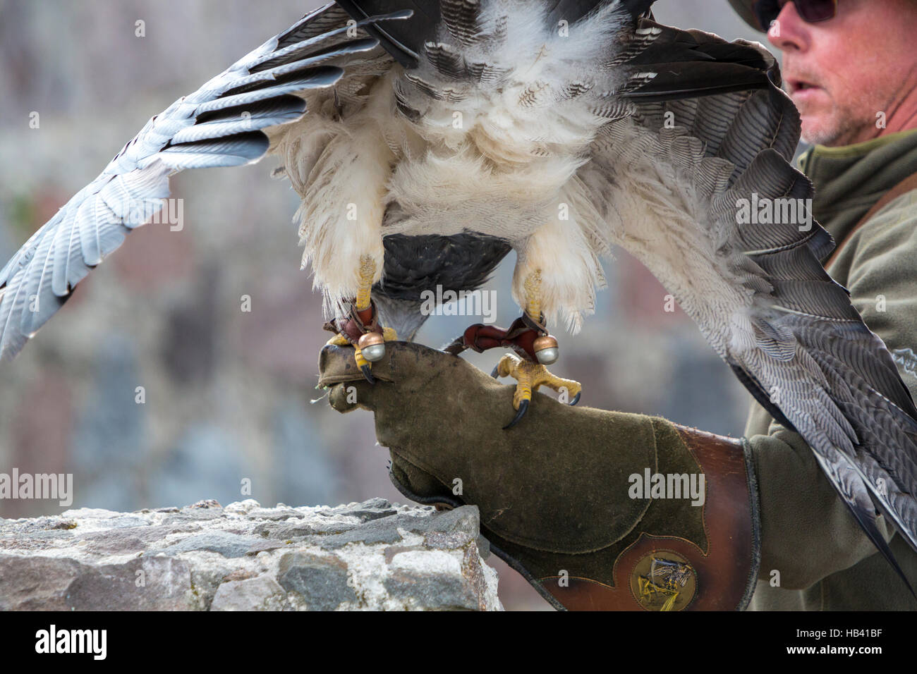 American Bald Eagle landing in Otavalo, Ecuador Stock Photo