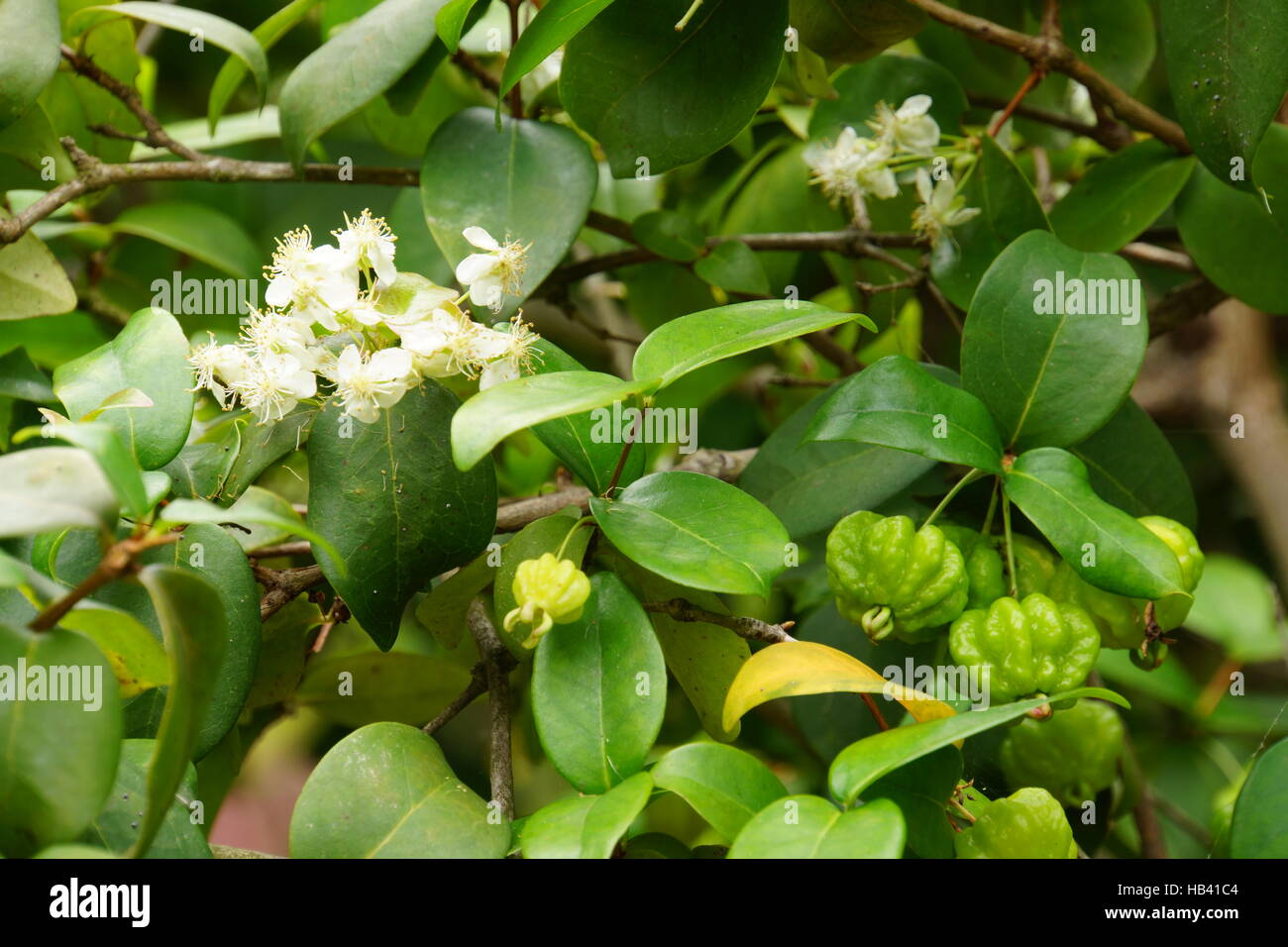 Surinam cherry [Eugenia uniflora] Stock Photo
