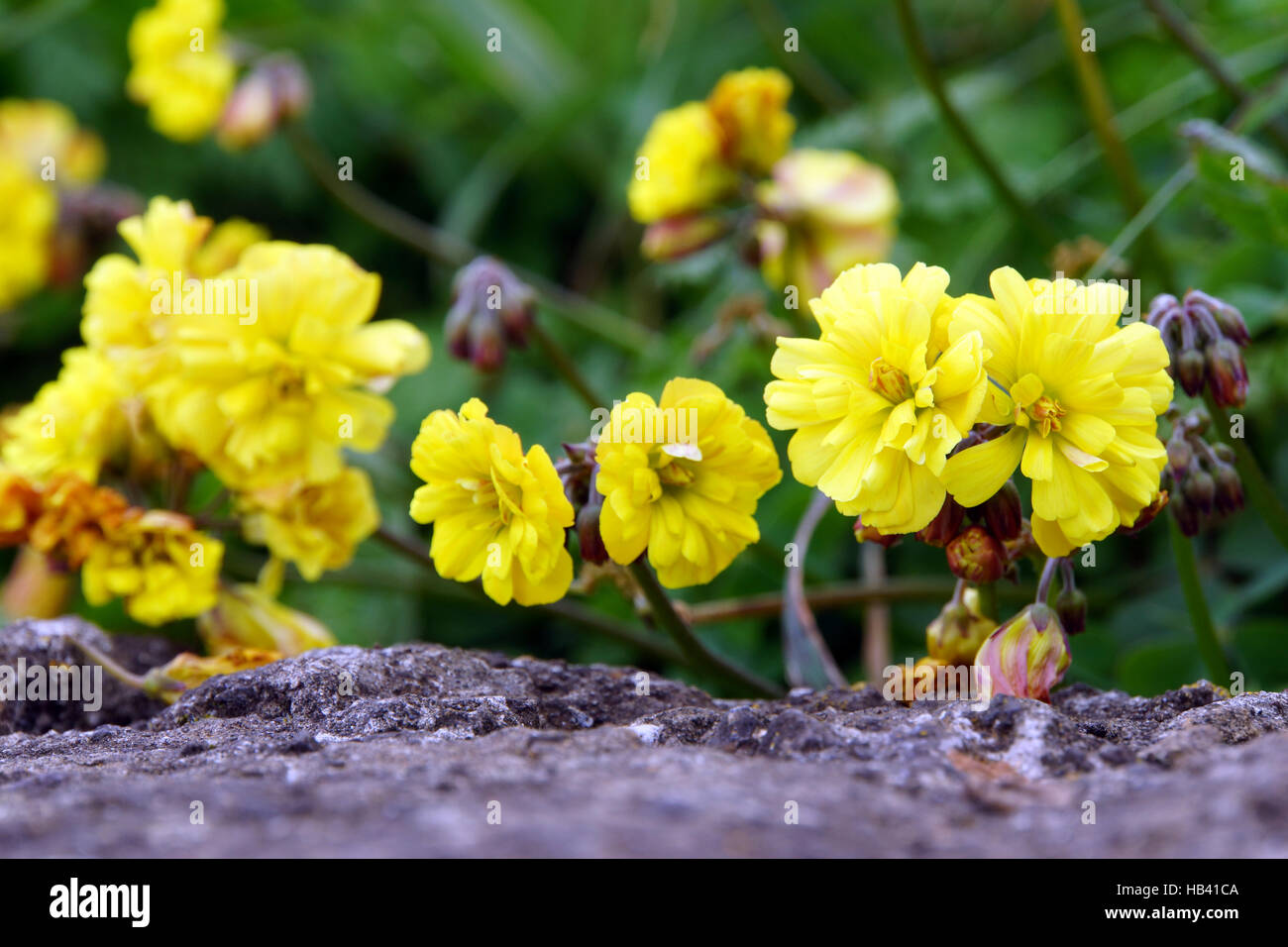African woodsorrel, Bermuda buttercup Stock Photo Alamy