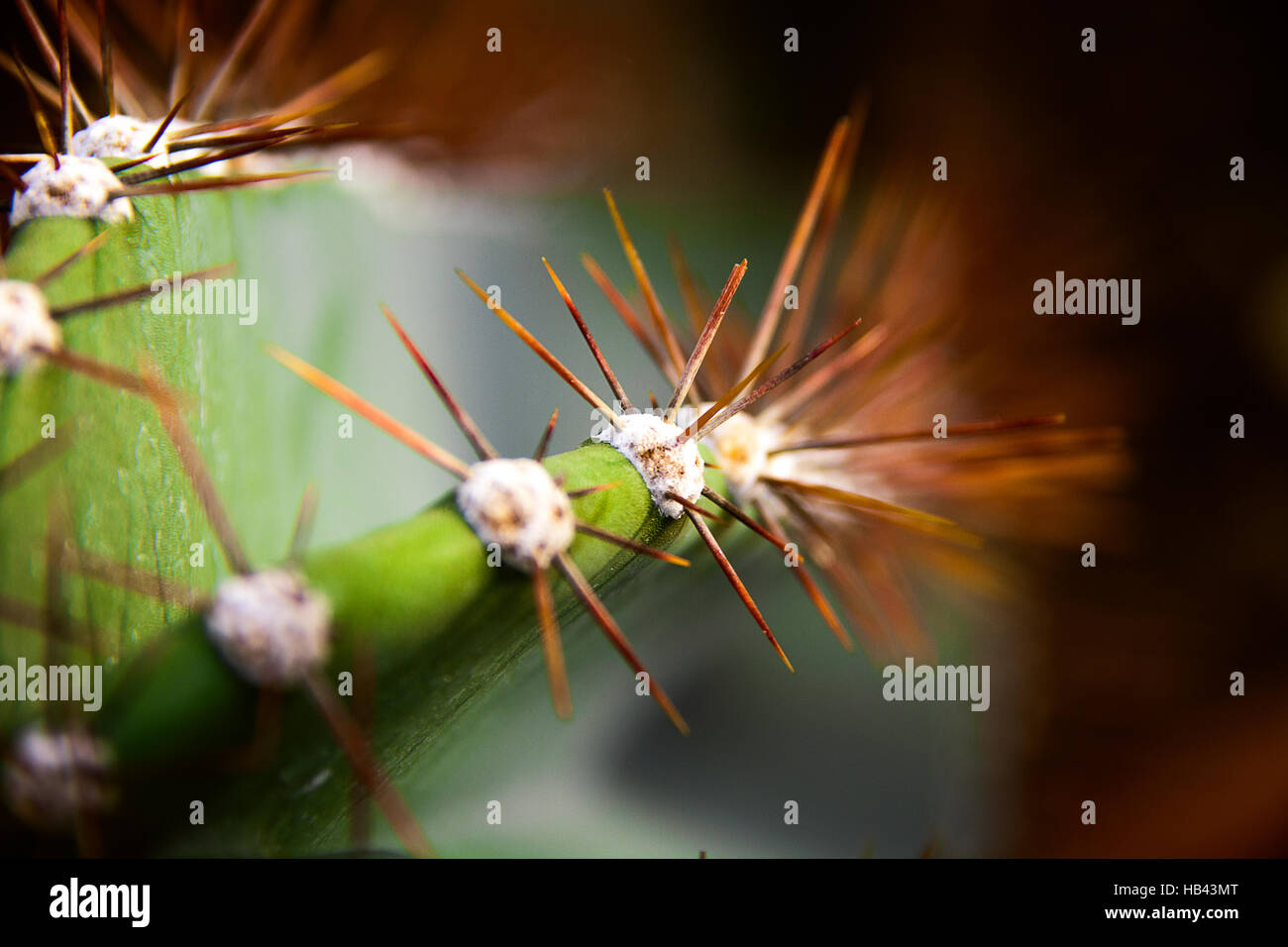 Cactus spikes growth in line Stock Photo Alamy