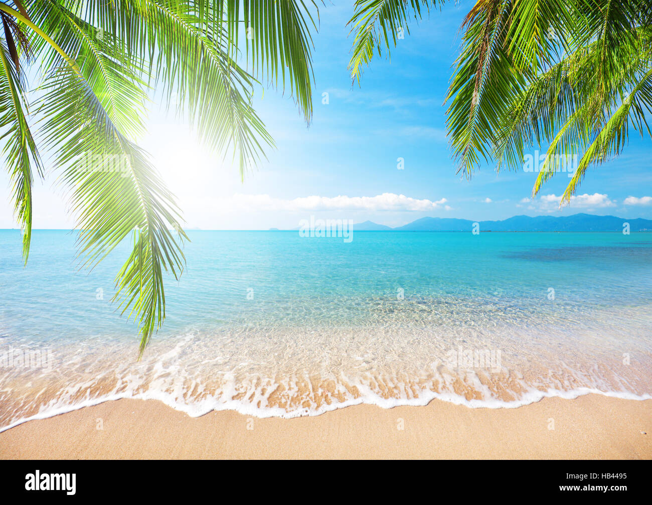 Palm and tropical beach Stock Photo - Alamy