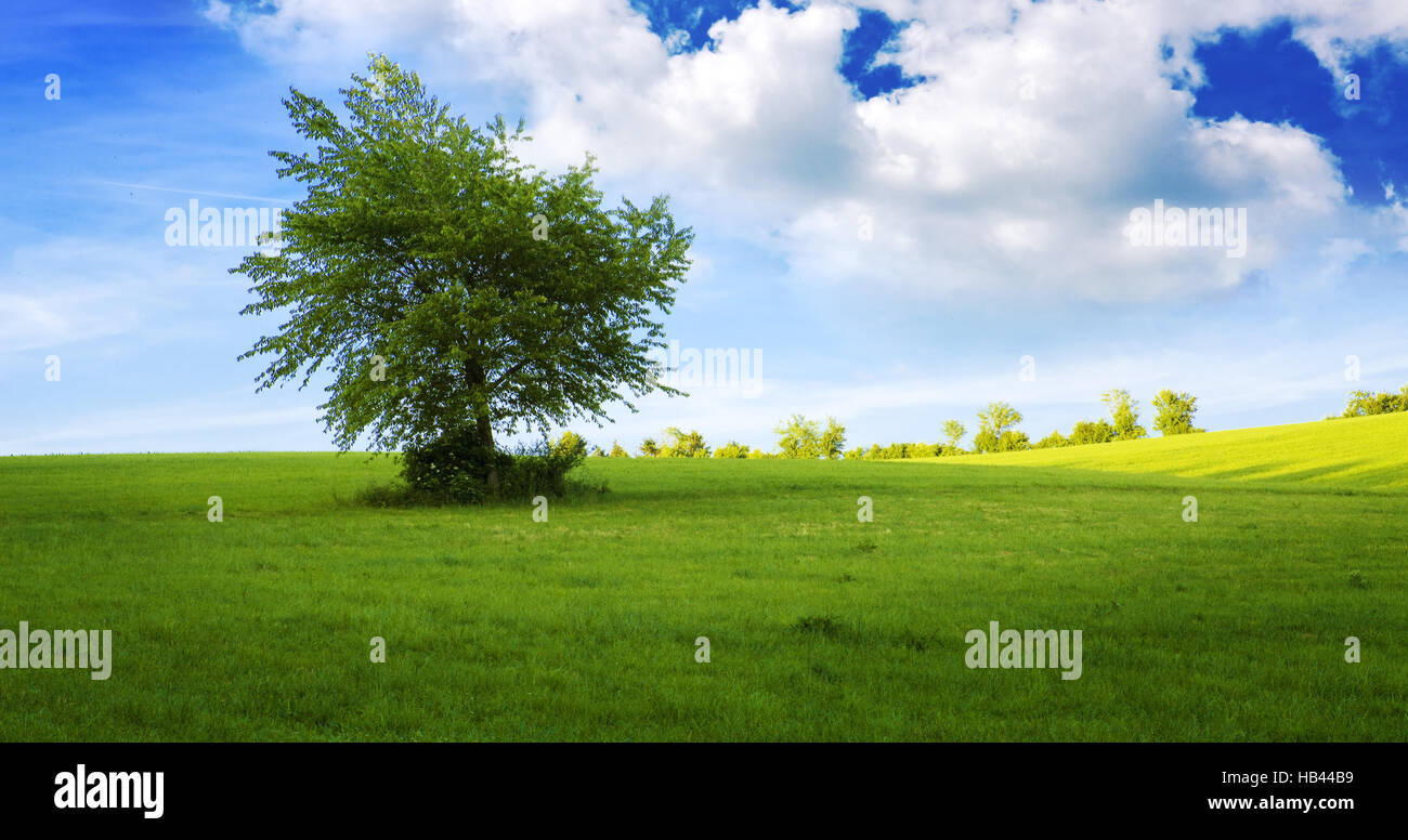 Green field single tree hi-res stock photography and images - Alamy