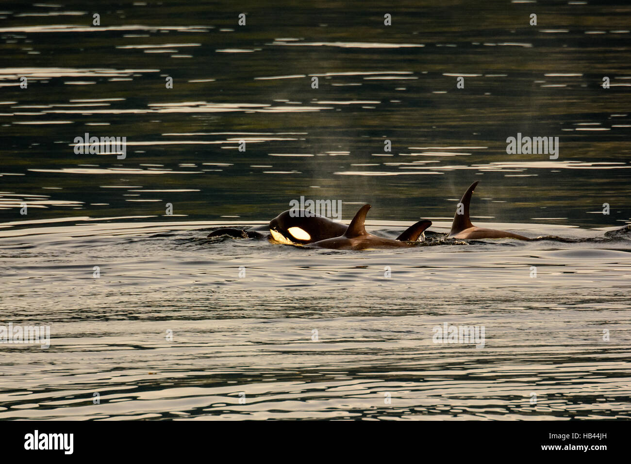 Killer whales hunting hires stock photography and images Alamy