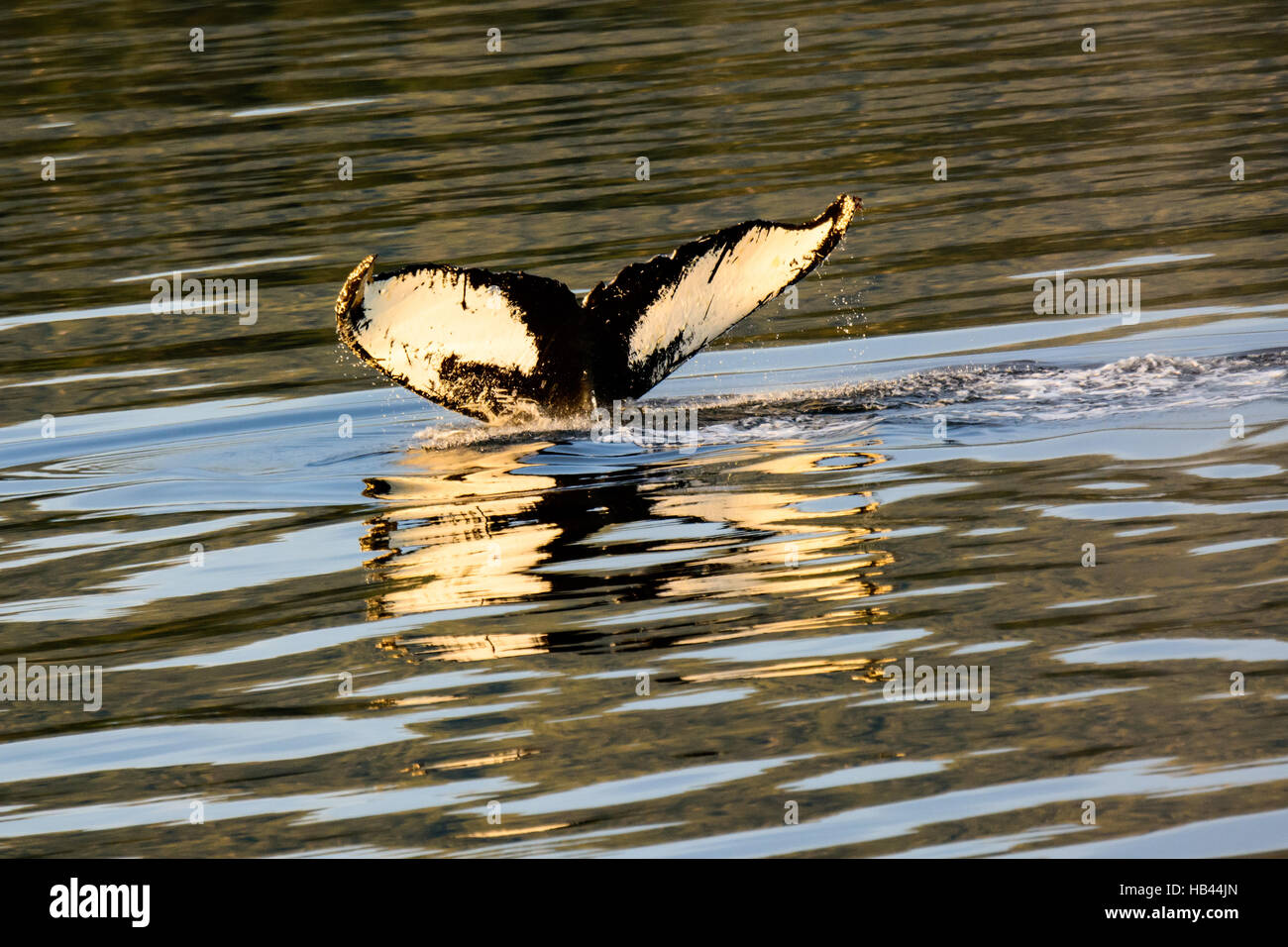 Attractive tail fluke and reflection Stock Photo