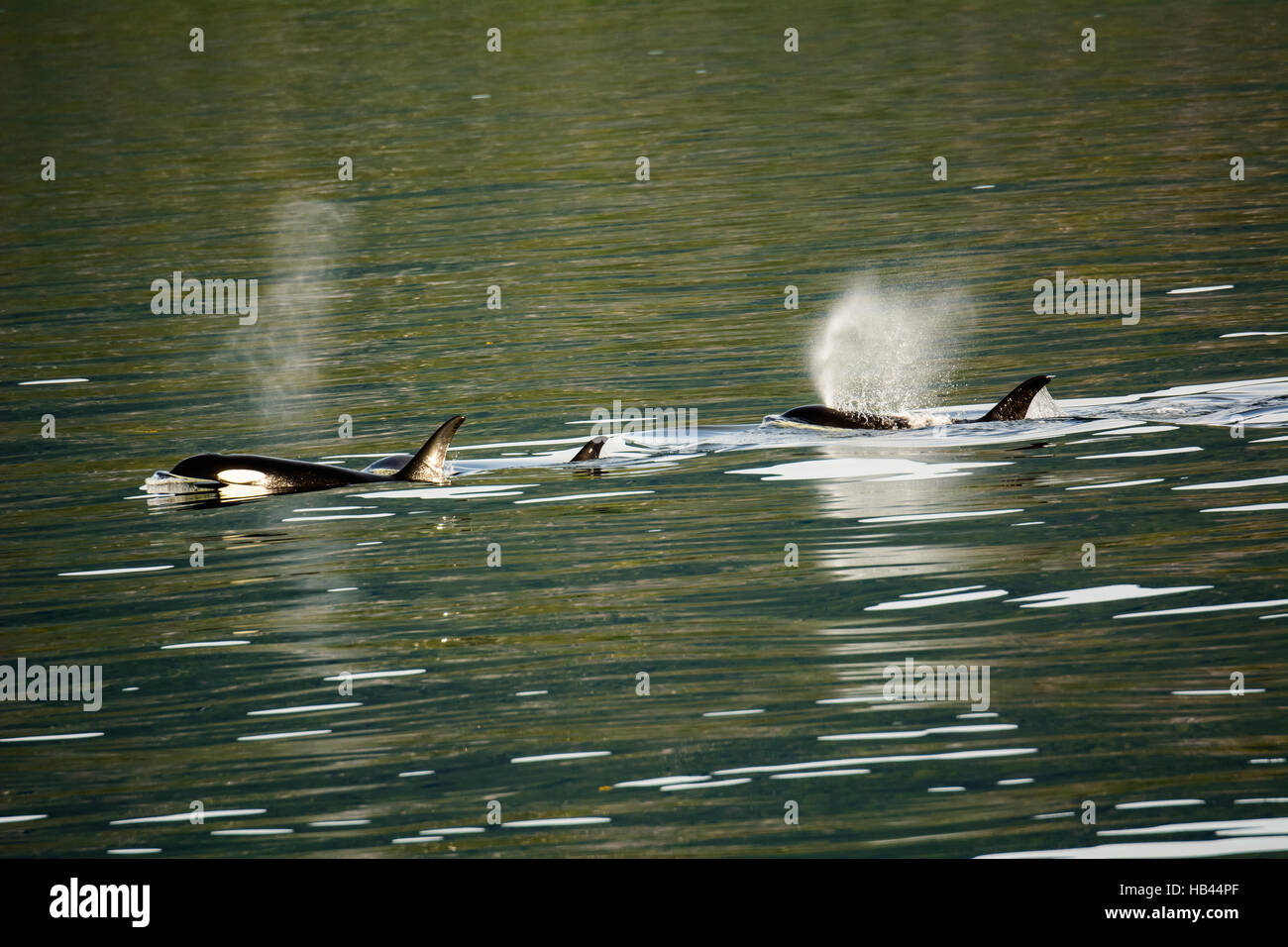 Killer whales hunting as a pack Stock Photo