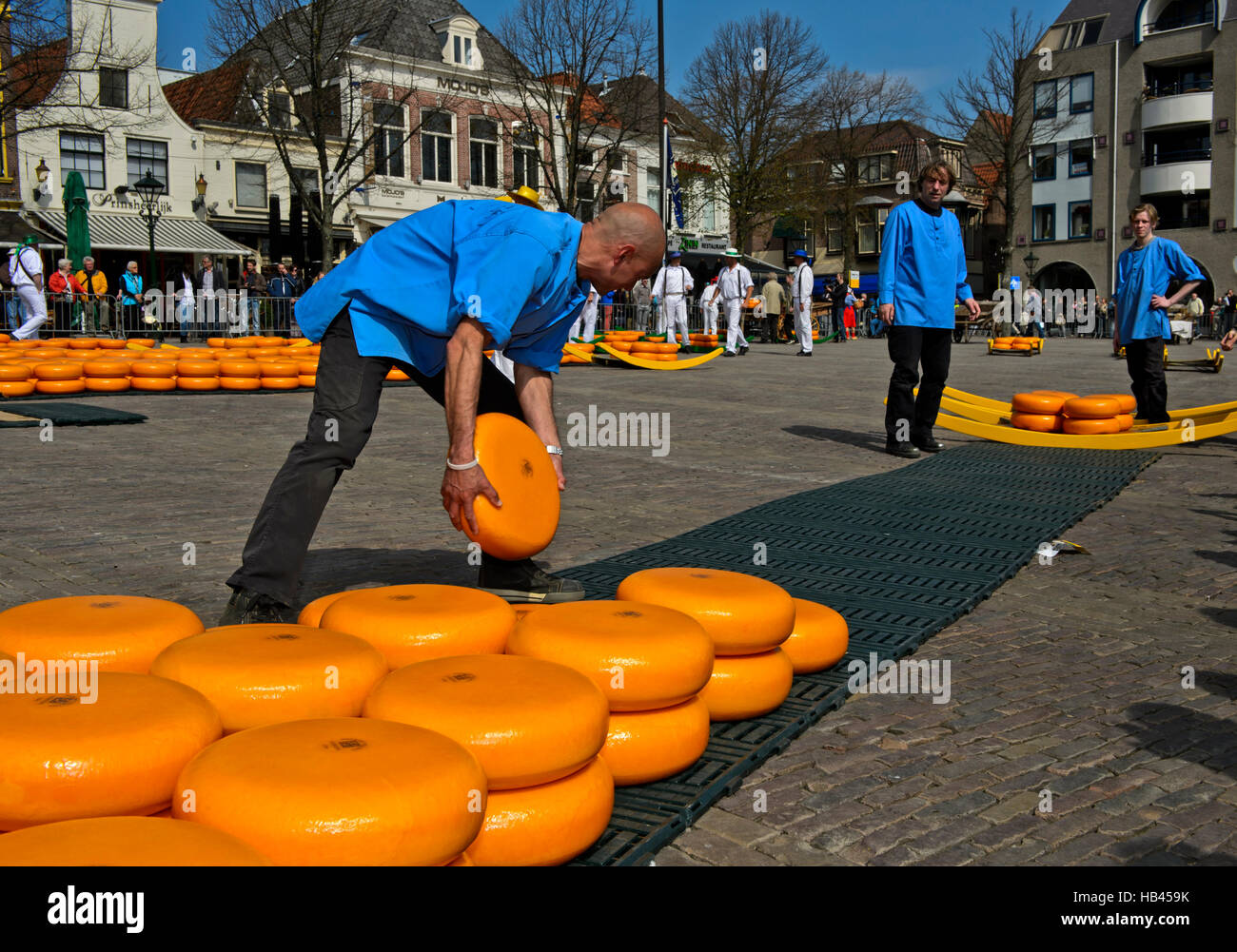 Appraisers, or Zetters, in black trousers and a blue shirt rolling cheese truckles to barrows, cheese market of Alkmaar, Netherlands Stock Photo