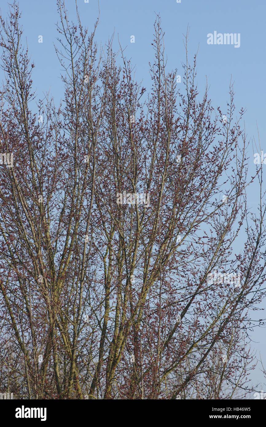 Ulmus minor, Field elm, flowering tree Stock Photo Alamy