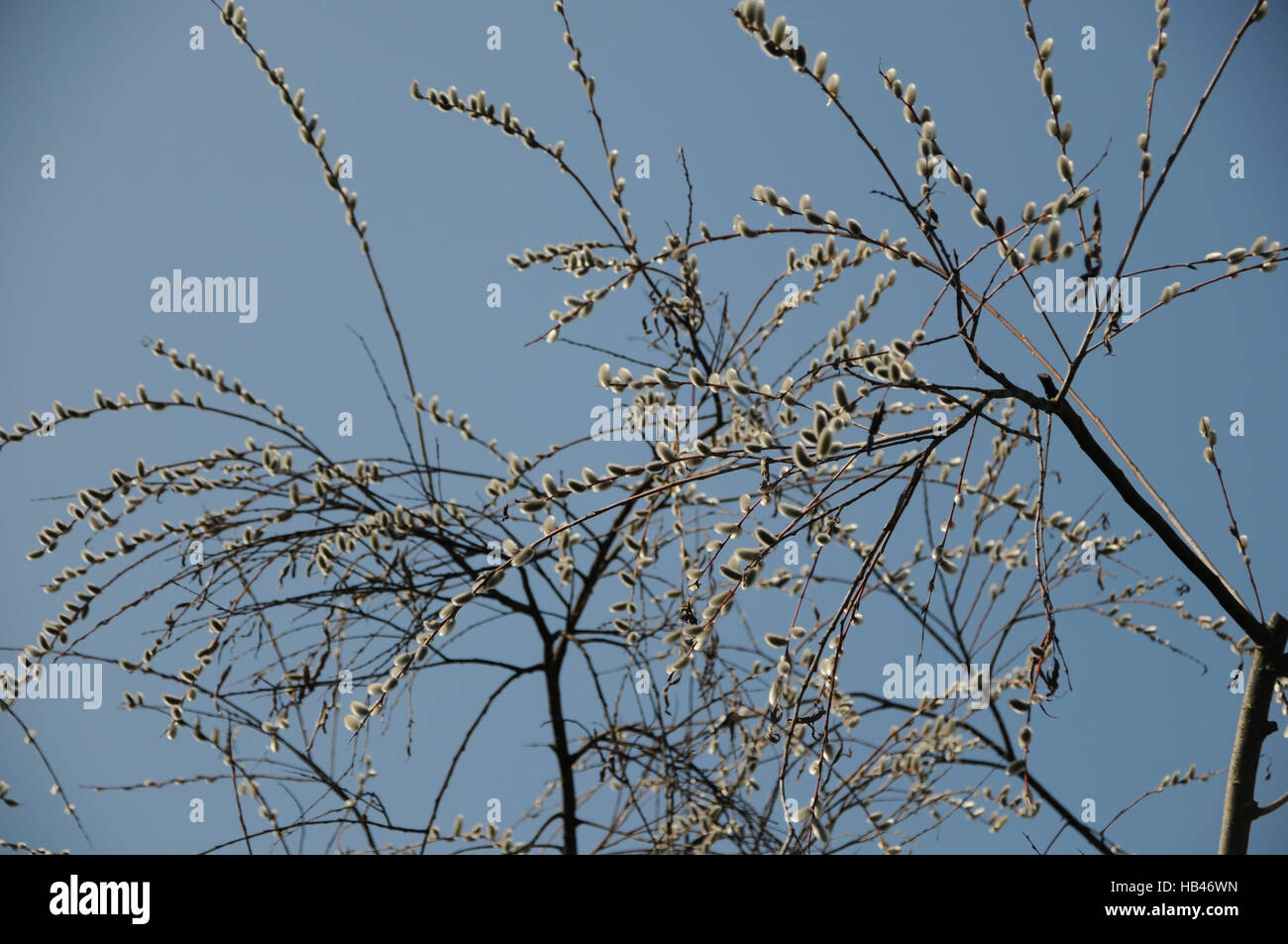 Salix acutifolia, Long-leaved willow Stock Photo