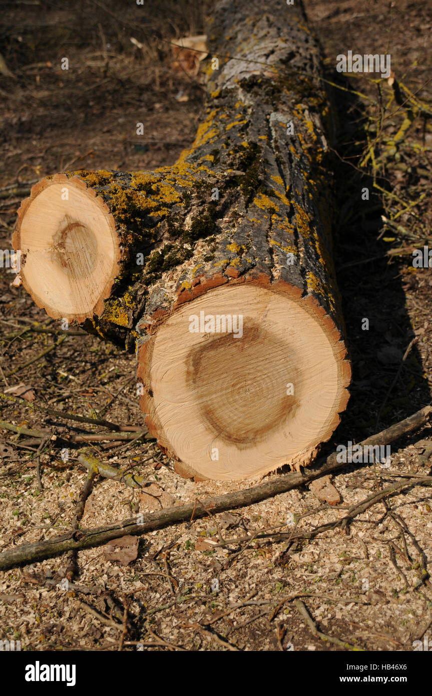 Populus x canescens, Grey poplar, wood Stock Photo
