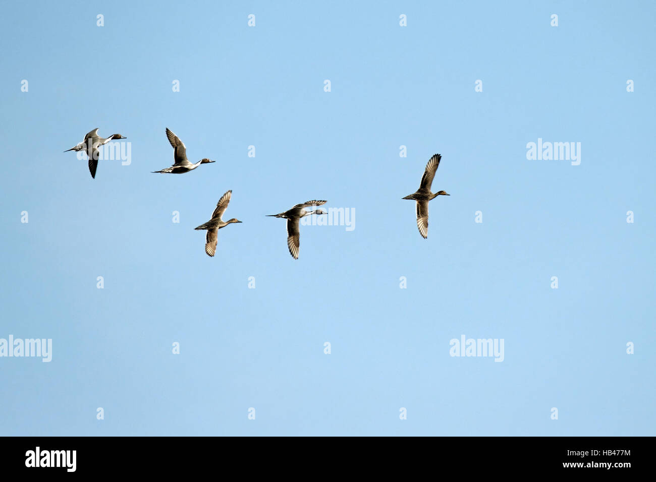 Northern pintail Stock Photo